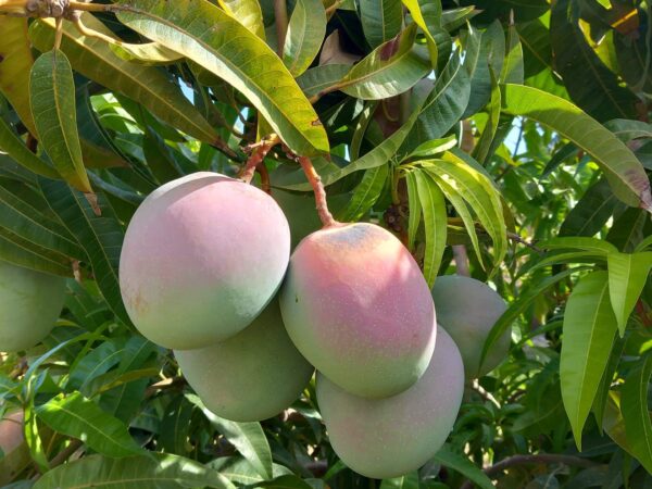 Sycylijskie mango 1kg
