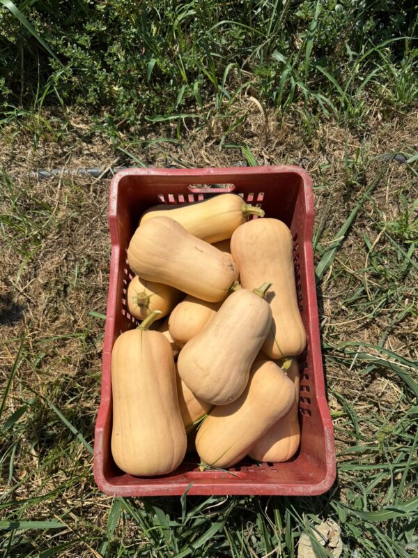 Dynia piżmowa 1-1,5kg Butternut Solarino - Słodka i Kremowa