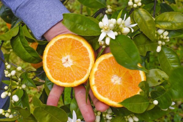 Pomarańcze stołowe z Walencji 1kg - Świeże z Sycylii La Rosa