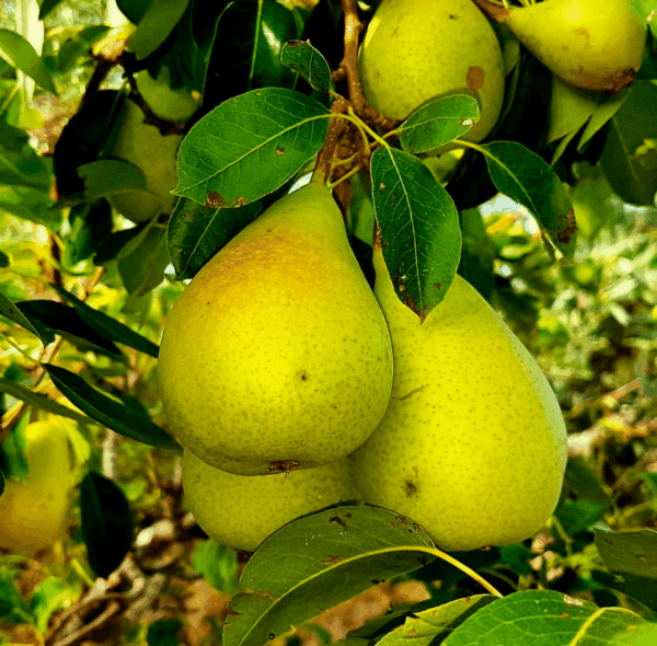 Gruszki Coscia z Etny 1kg